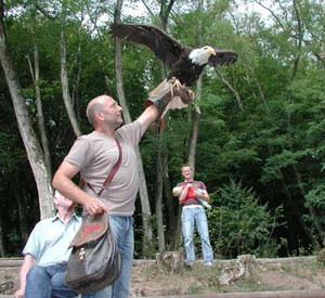 Falkner mit Greifvogel auf der Hand